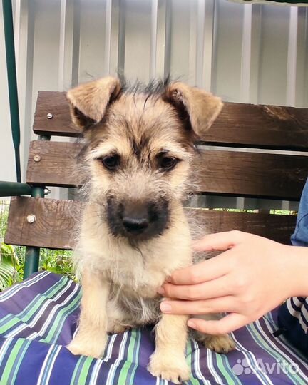 Маленькая собачка в добрые ручки