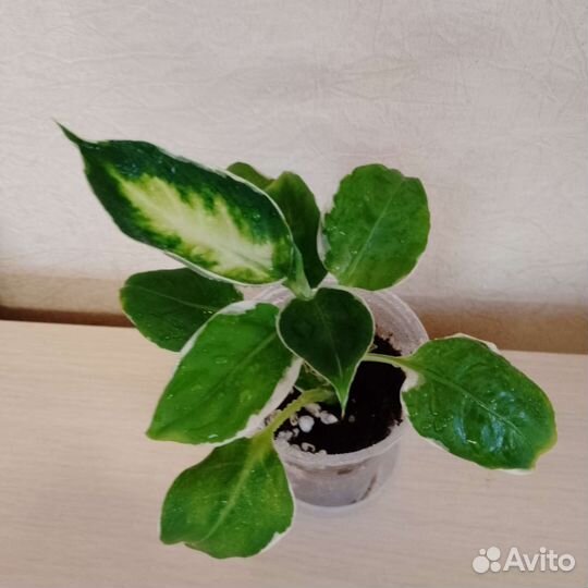 Растения для дома и офиса