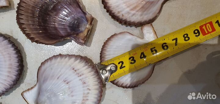 Морские гребешки ракушки раковины