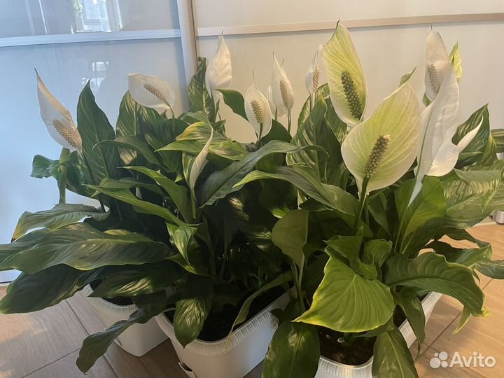 Спатифиллум обильноцветущий