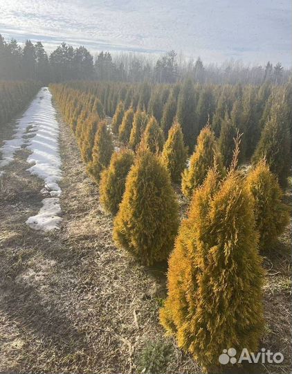 Можжевельник Блю Эрроу для живой изгороди