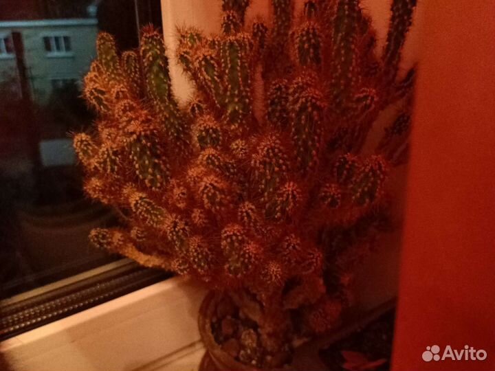 Кактусы и суккуленты