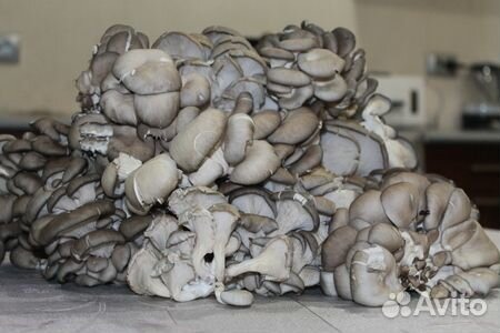 Мицелий вешенки мицелии грибов вешенка дело интере