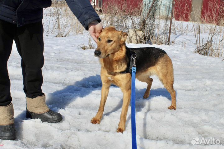 Собака в добрые руки