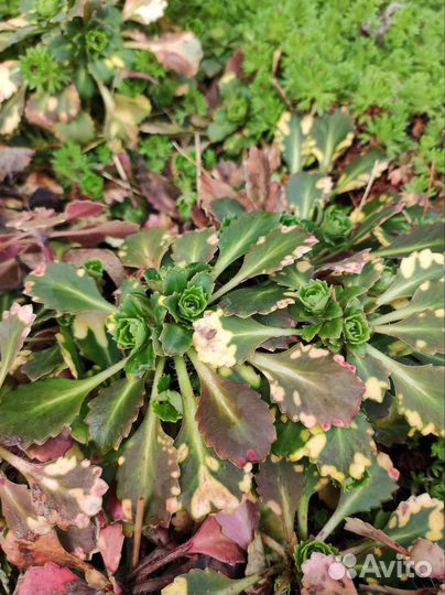 Молодило, камнеломка