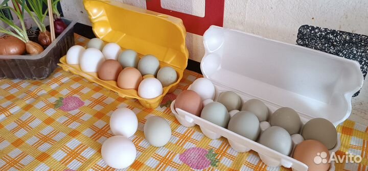 Домашние куриные яйца