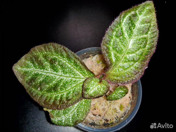 Сонерила яйцевидная-15 Sonerila