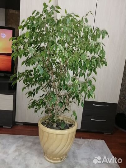 Фикус бенджамина большой