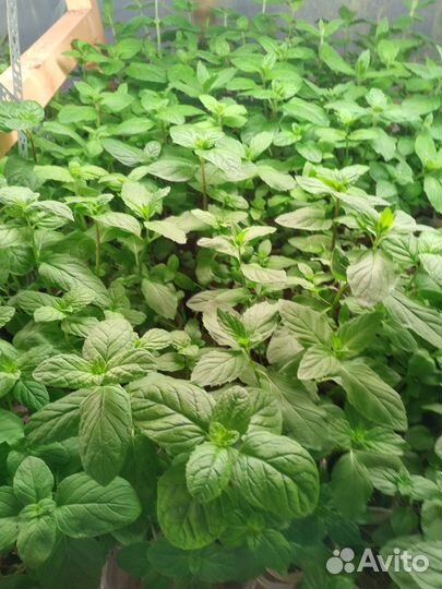 Мята вегетативная