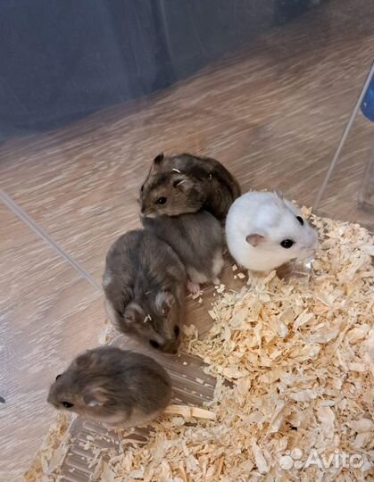 Джунгарские хомячки