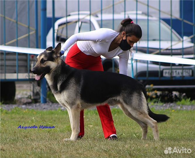 Вязка от Чемпиона