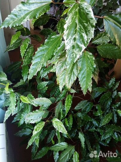 Комнатный гибискус