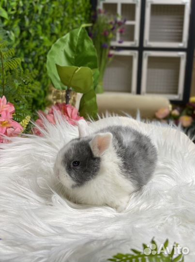 Кролик белоухий, карликовый