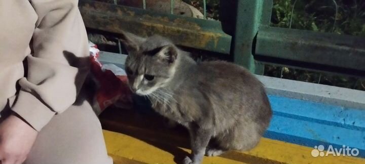 Молодой кот