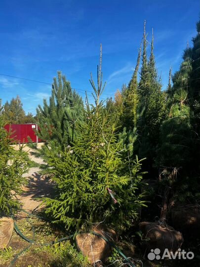 Сосна 3 метра