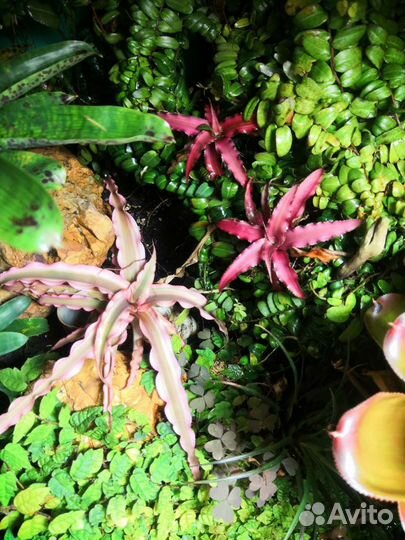 Палюдариум большой