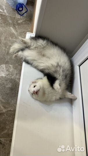 Домашний хорек