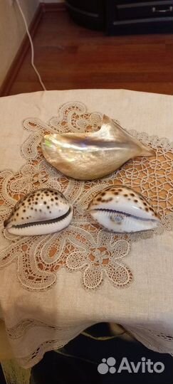 Коллекция морских ракушек