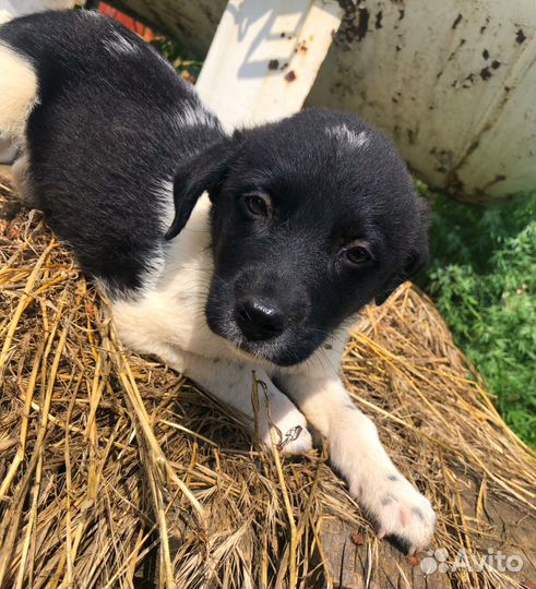 Щенок в добрые руки