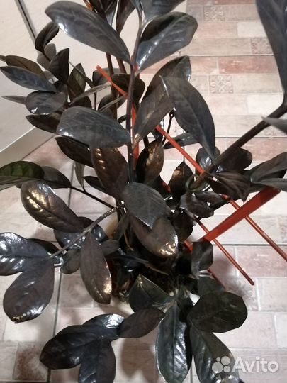 Замиакулькас черный Равен