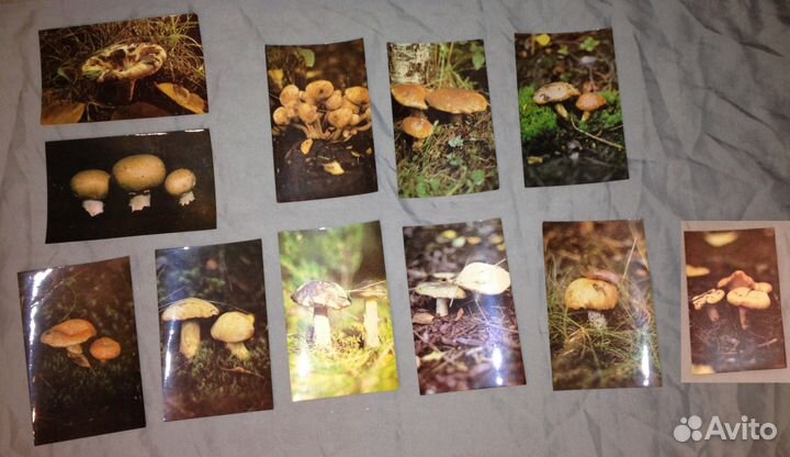 Открытки СССР :А.Пушкин, животные, грибы+другие