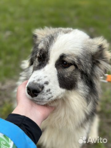 Самая обаятельная ищет дом