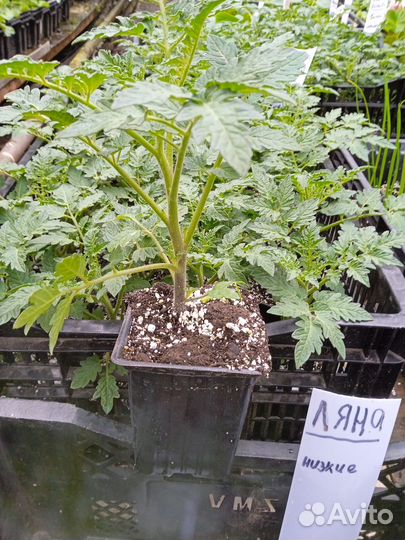 Рассада овощей и не только