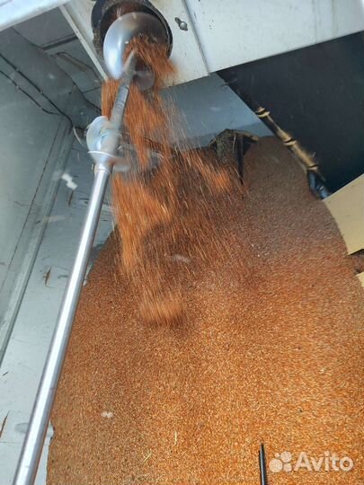 Просо красное