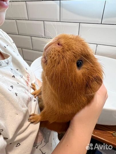 Морские свинки