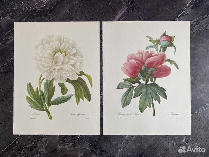 Литография цветы фрукты 11