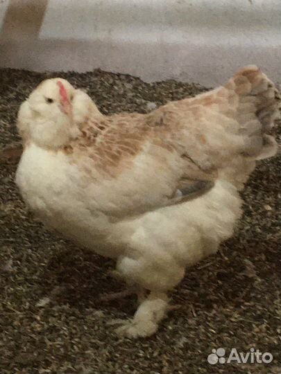 Инкубационное яйцо кур