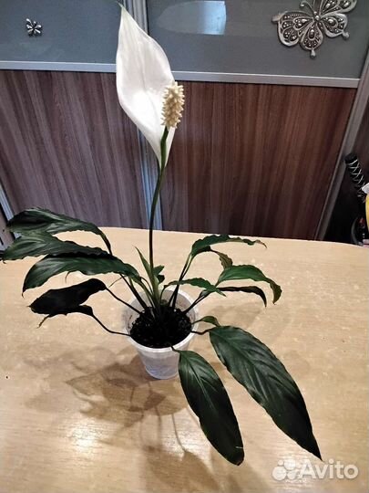 Спатифиллум