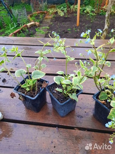 Бруннера 2 сорта