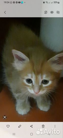 Котята 2 мес
