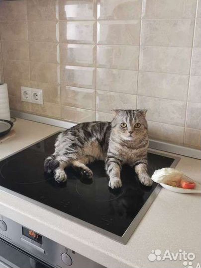 Шотландский кот на вязку