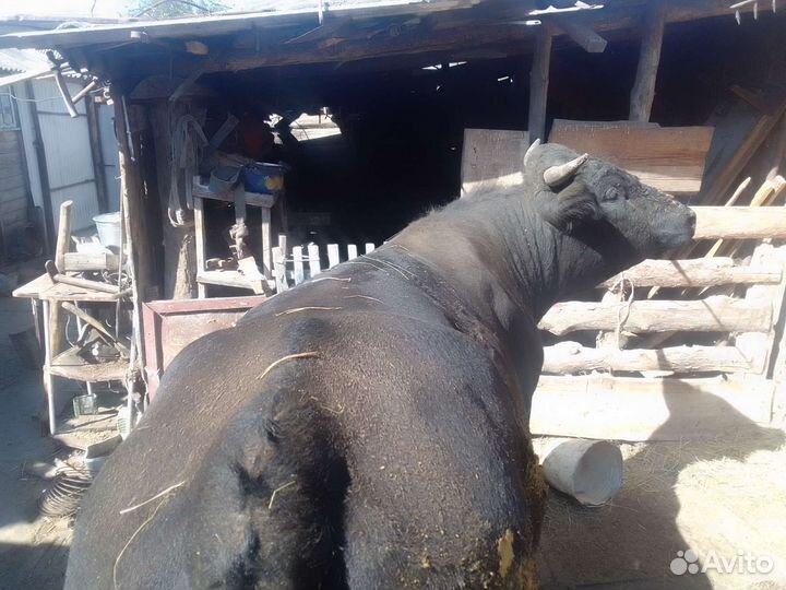 Продам бычков