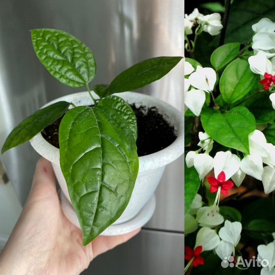 Взрослые комнатные цветы