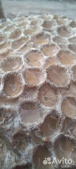 Коралл колониальный окаменелый Stylina