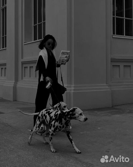 Фотосессия с далматином