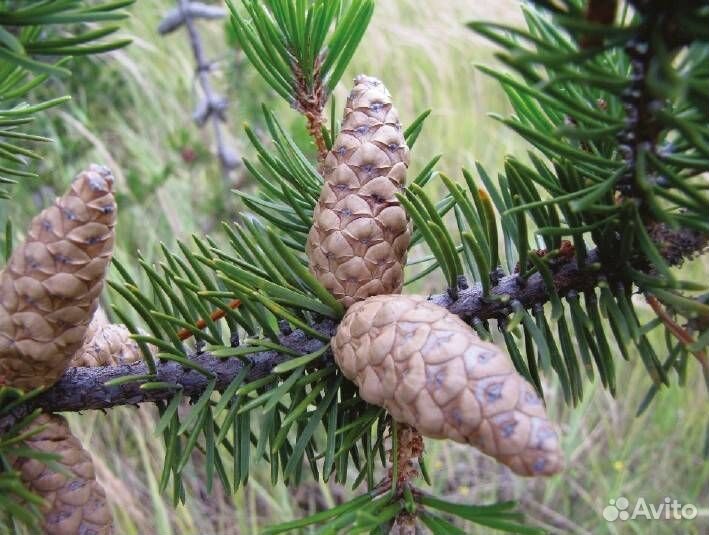Сосна Банкса/шишки с семенами