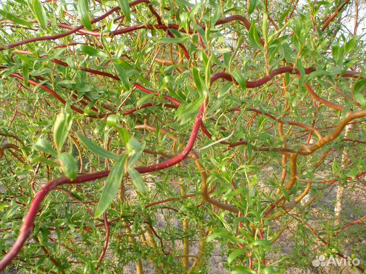 Ива извилистая