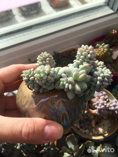 Суккуленты