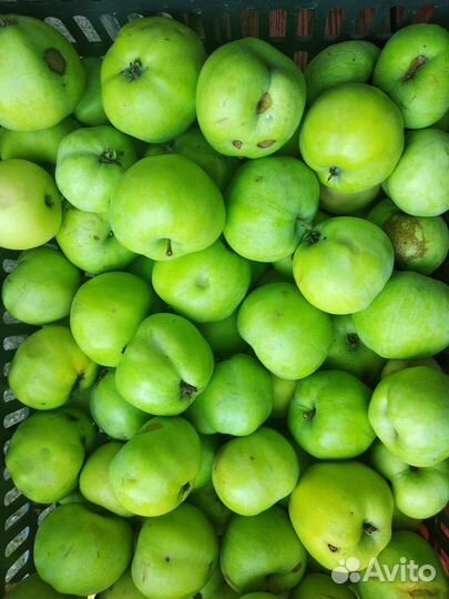 Яблоки