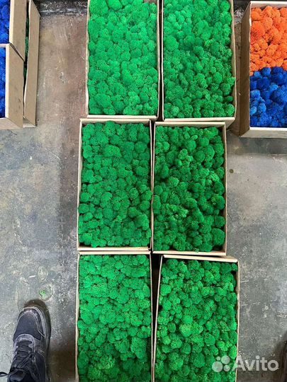 Стабилизированный мох опт розница