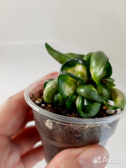 Хойя.Разные виды