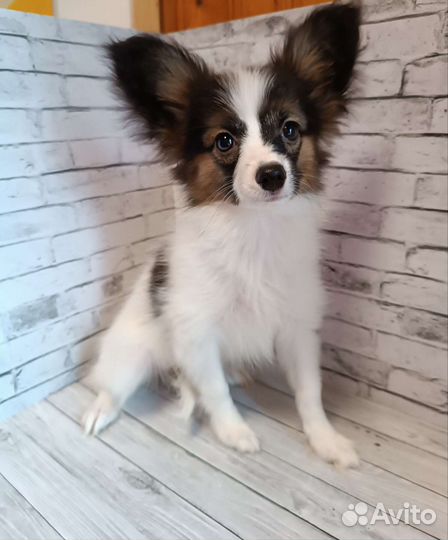 Красотка Гретта