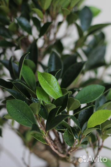 Растение Бонсай - Баньян 12 лет