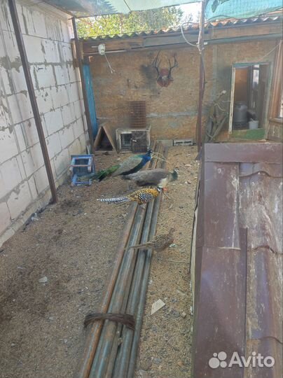 Продам павлинов и фазанов