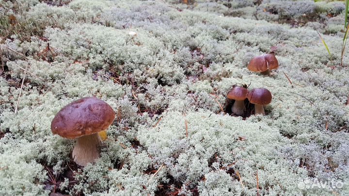 Продам охотхозяйство