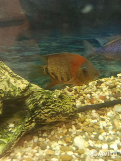 Северум Роткейл